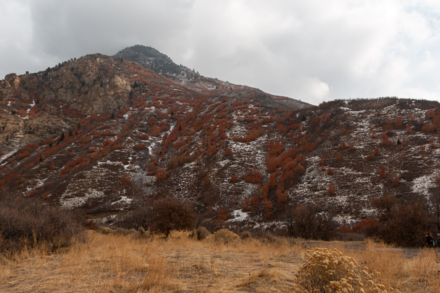 a mountainside with red gambel oaks got a little snow last night, yellow foreground grass and cloudy skies